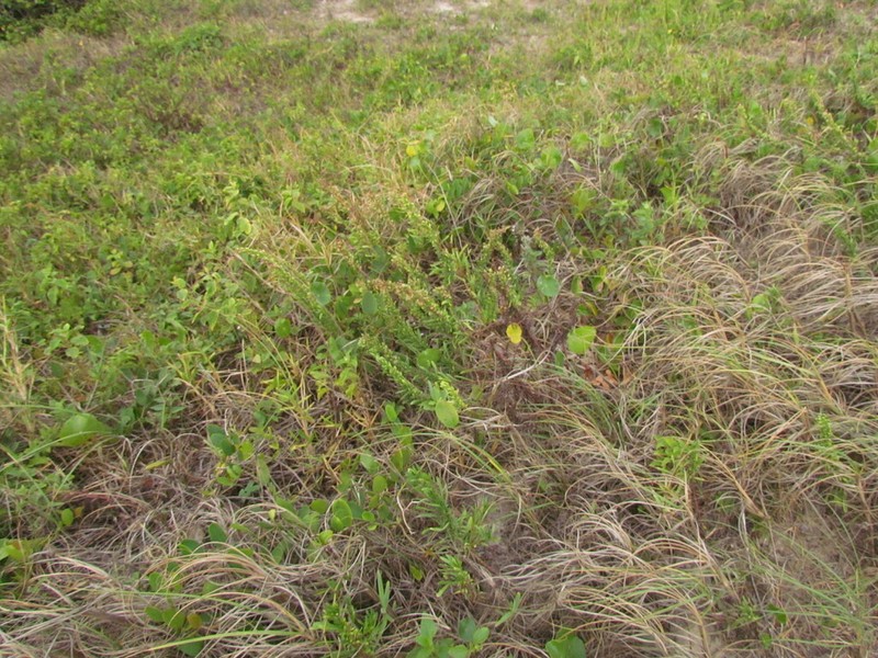 Erigeron blakei photo 5