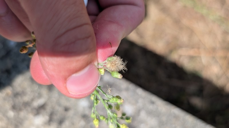 Erigeron blakei photo 6