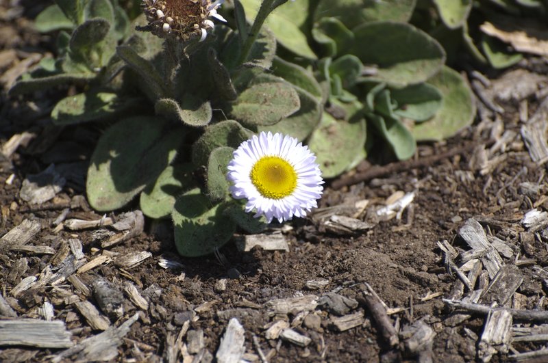 Blochman's Erigeron