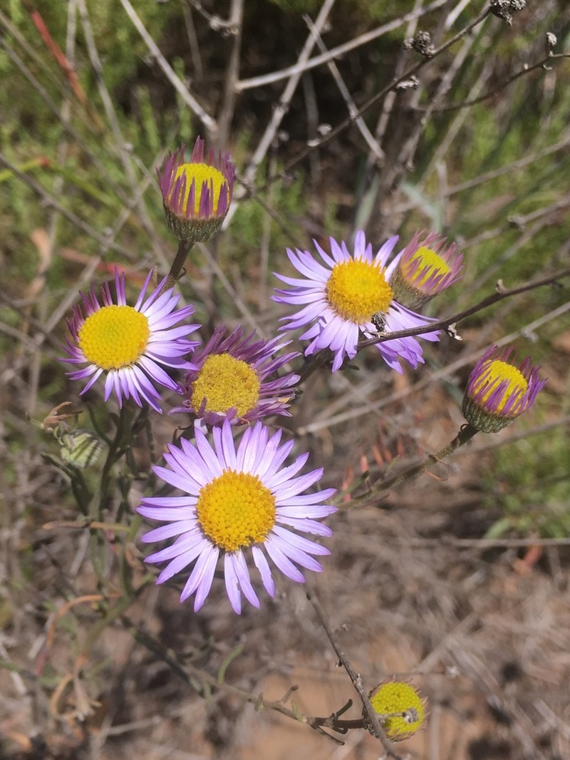 Blochman's Erigeron