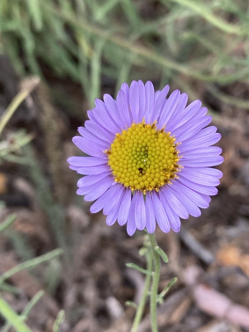 Blochman's Erigeron photo 2