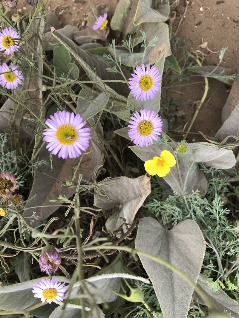Blochman's Erigeron photo 3
