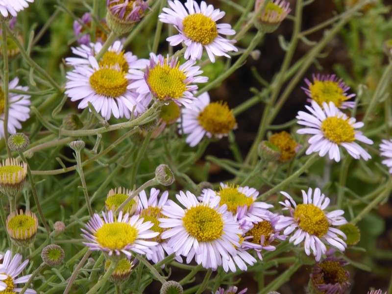 Blochman's Erigeron photo 4