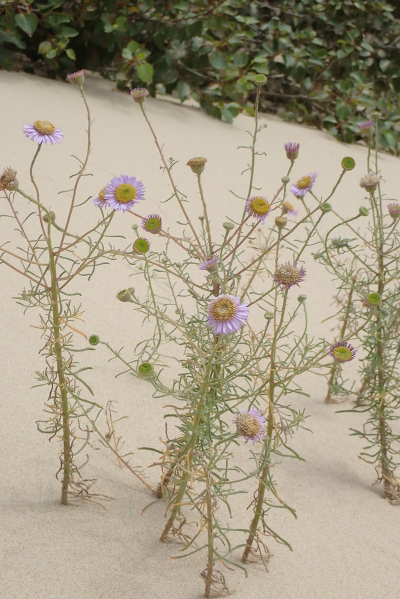 Blochman's Erigeron photo 5
