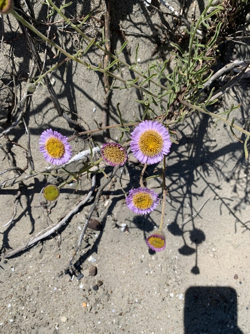 Blochman's Erigeron photo 6