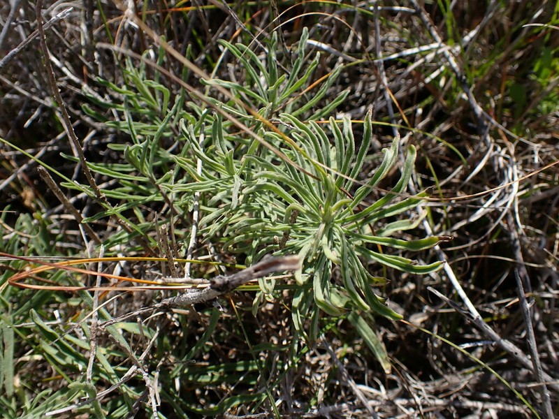 Blochman's Erigeron photo 7