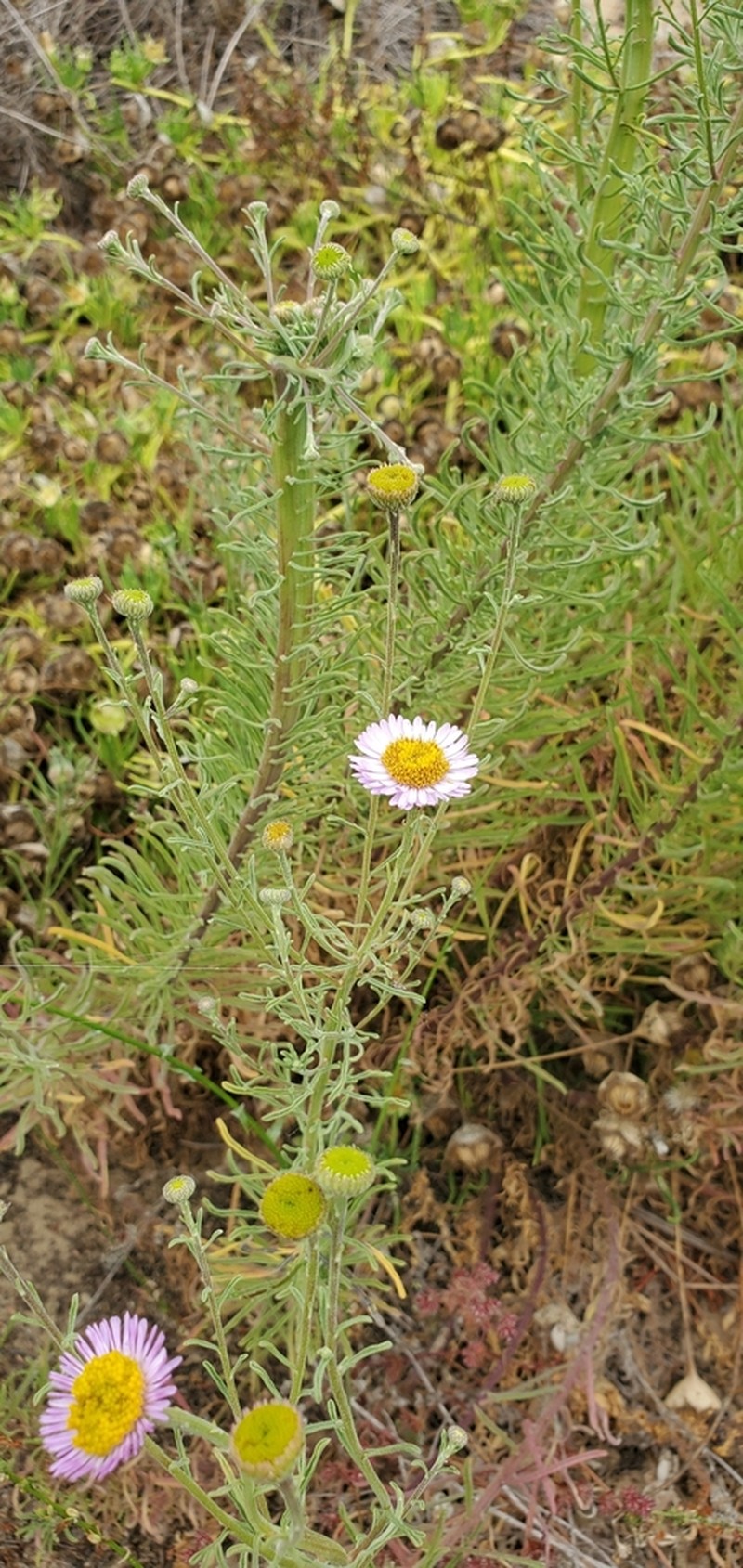 Blochman's Erigeron photo 8