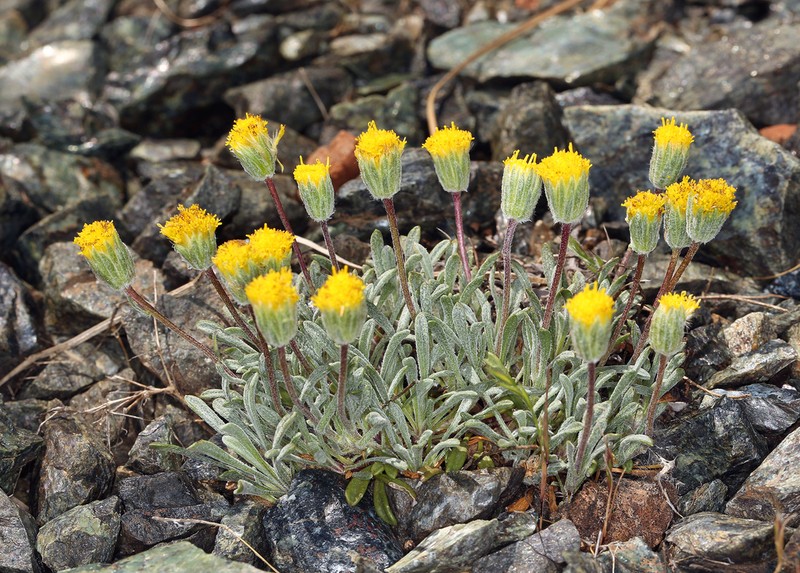Scabland Fleabane