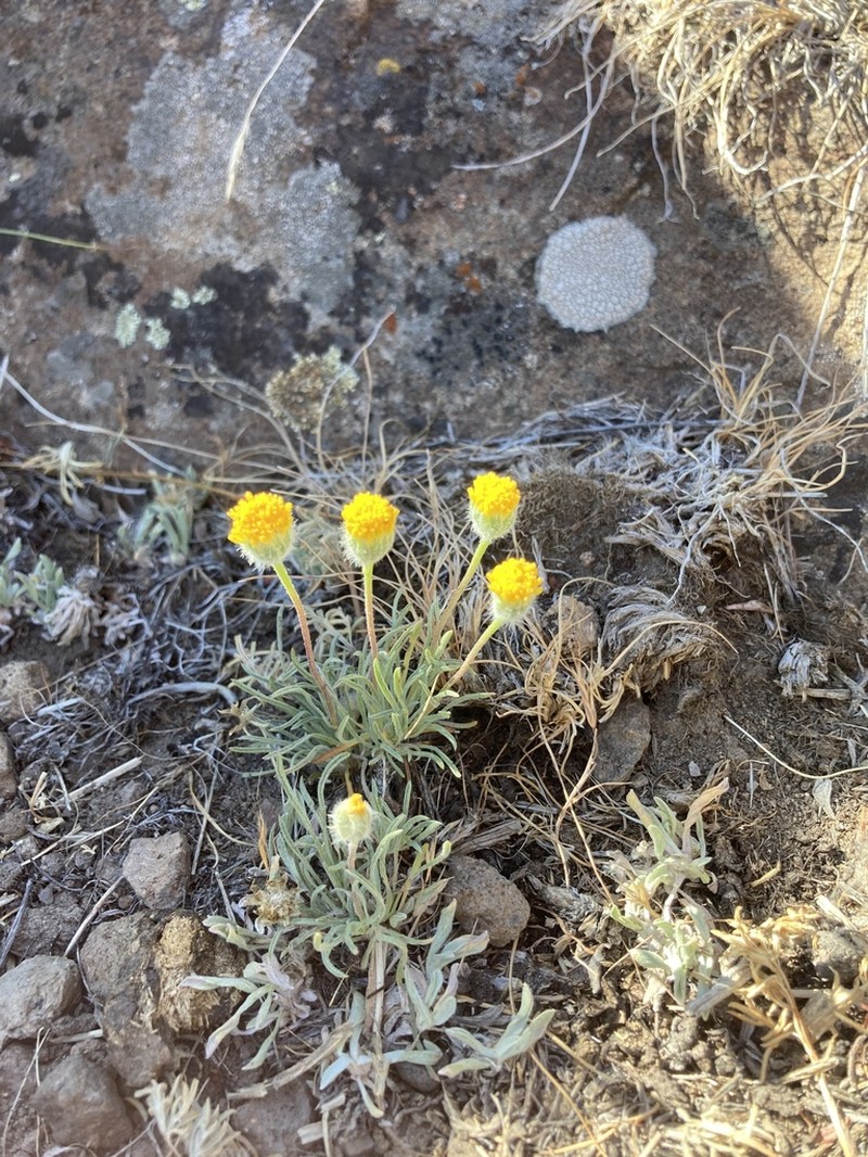 Scabland Fleabane photo 2