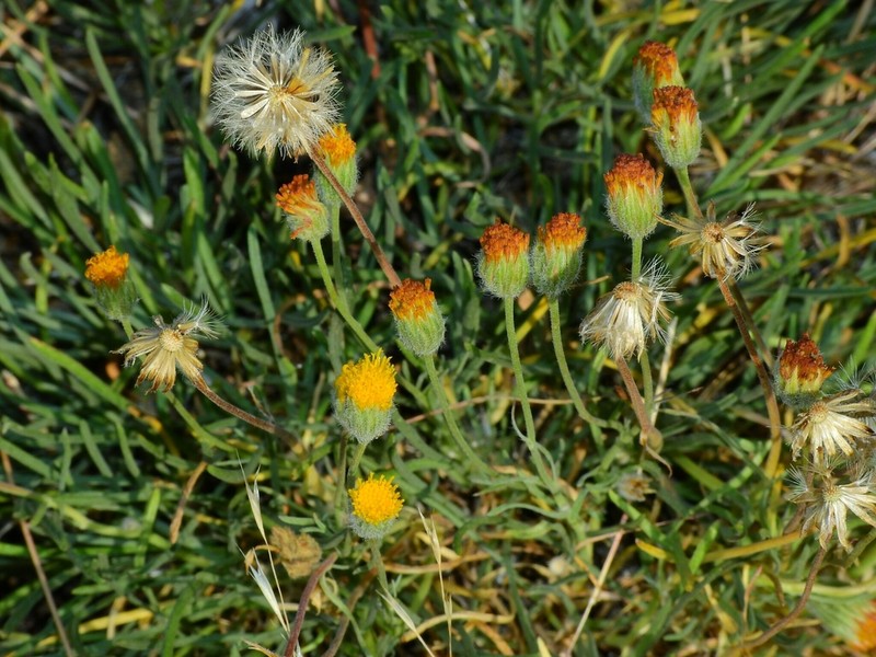 Scabland Fleabane photo 3