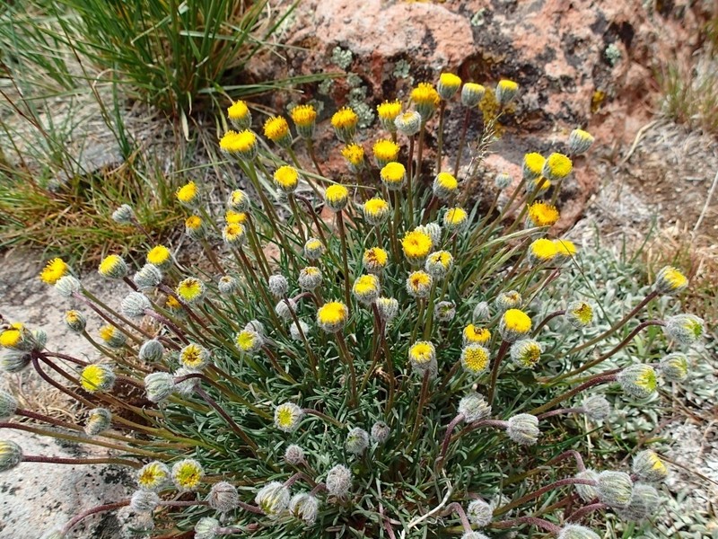Scabland Fleabane photo 4