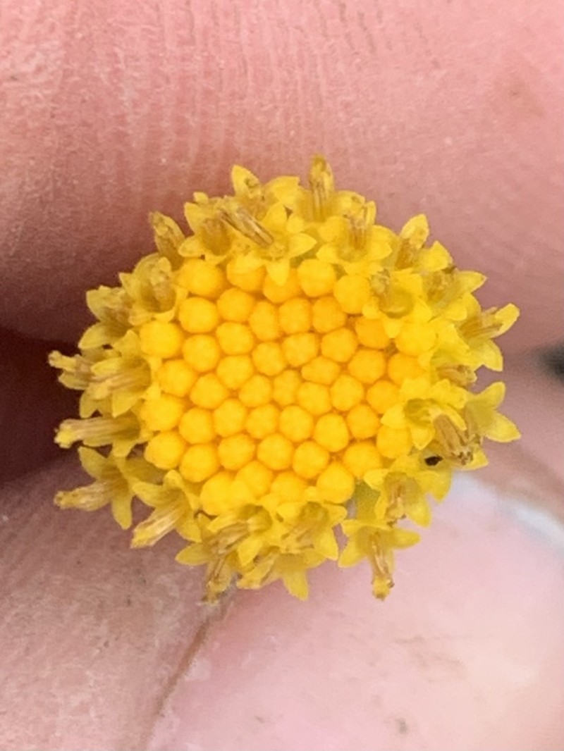 Scabland Fleabane photo 5