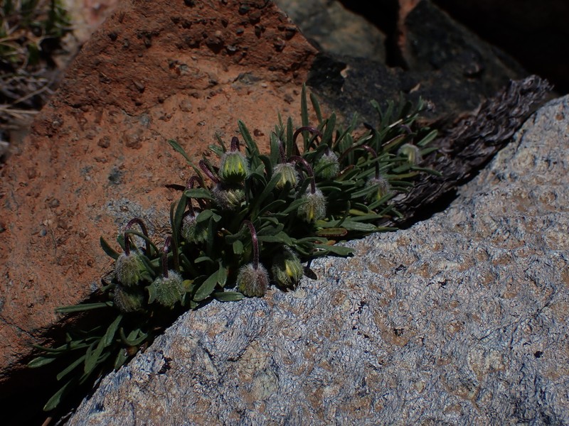 Scabland Fleabane photo 6