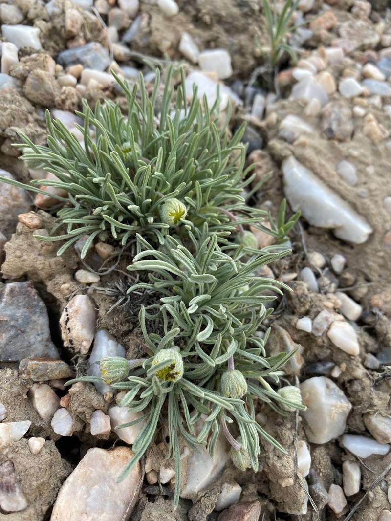 Scabland Fleabane photo 7