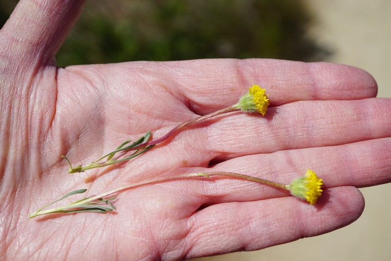 Scabland Fleabane photo 8