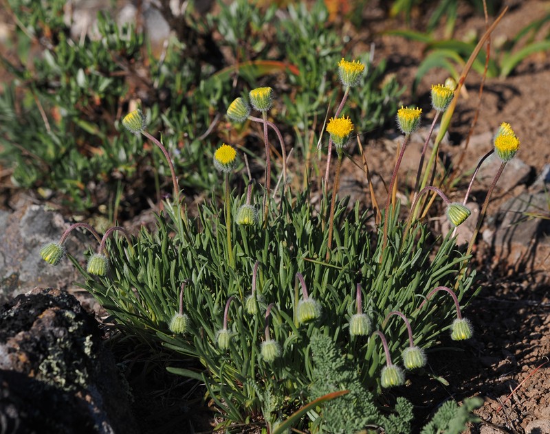 Erigeron bloomeri var. bloomeri