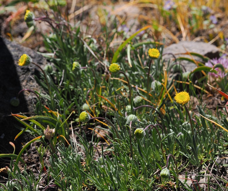 Erigeron bloomeri var. bloomeri photo 2