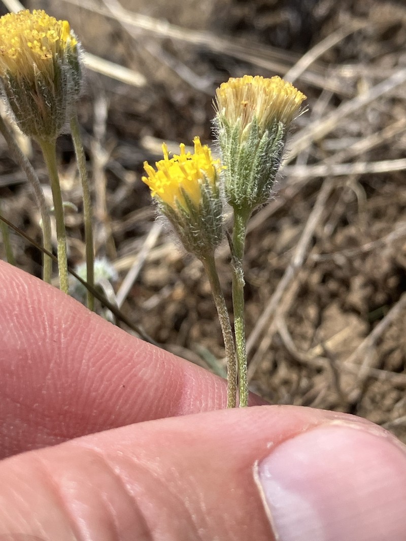 Erigeron bloomeri var. bloomeri photo 3