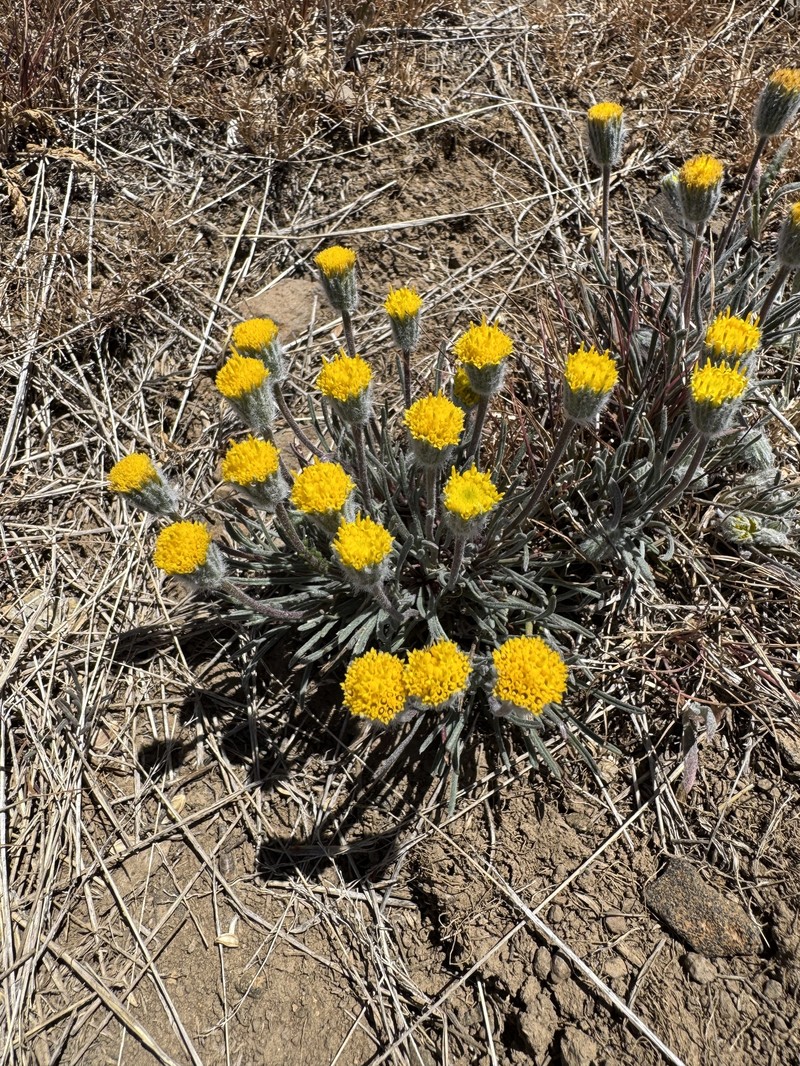 Erigeron bloomeri var. bloomeri photo 4