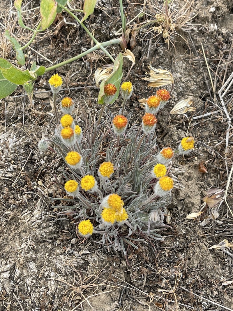 Erigeron bloomeri var. bloomeri photo 6