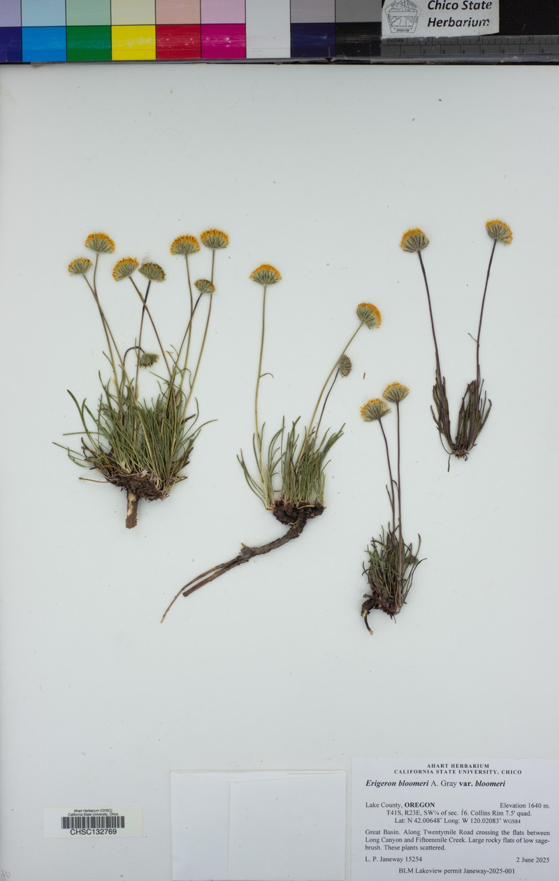 Erigeron bloomeri var. bloomeri photo 8
