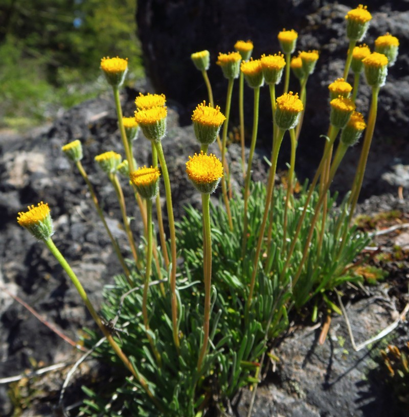 Erigeron bloomeri var. nudatus