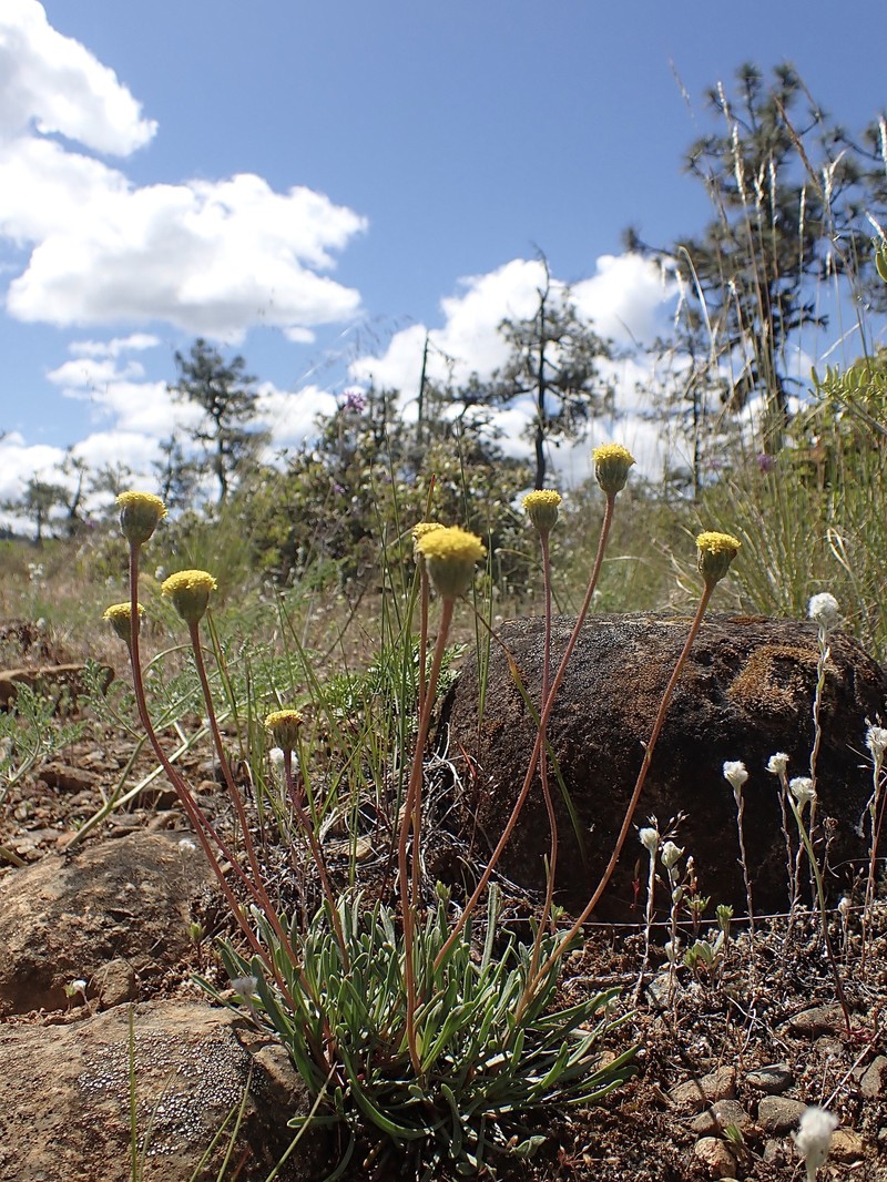 Erigeron bloomeri var. nudatus photo 2
