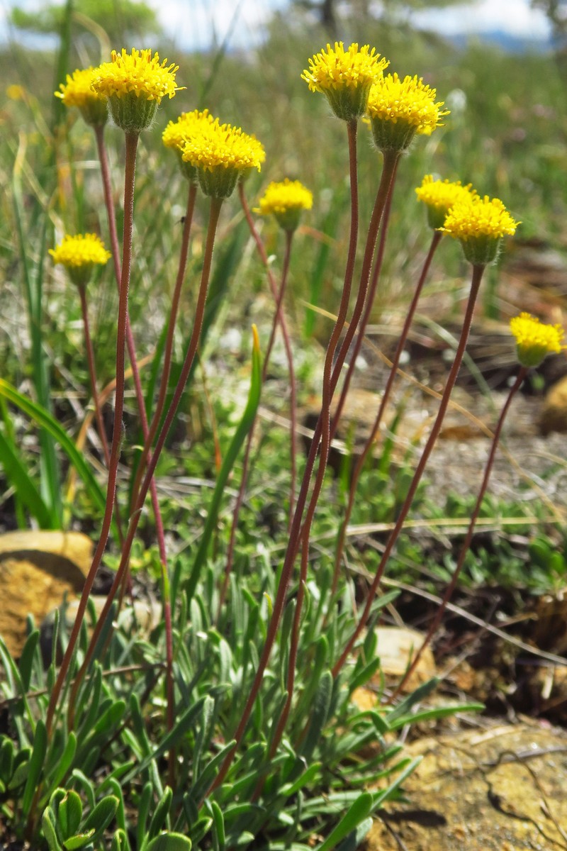 Erigeron bloomeri var. nudatus photo 3