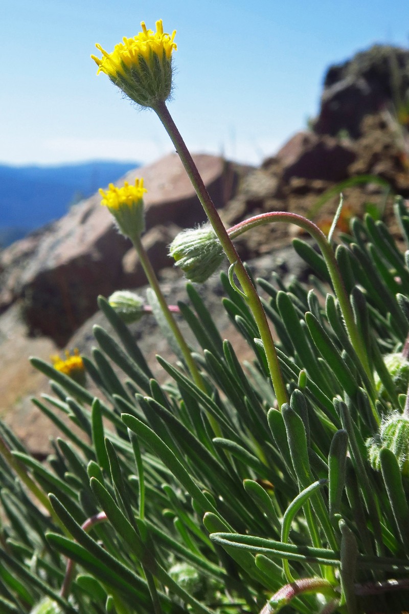 Erigeron bloomeri var. nudatus photo 4