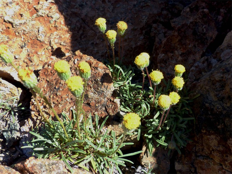 Erigeron bloomeri var. nudatus photo 5