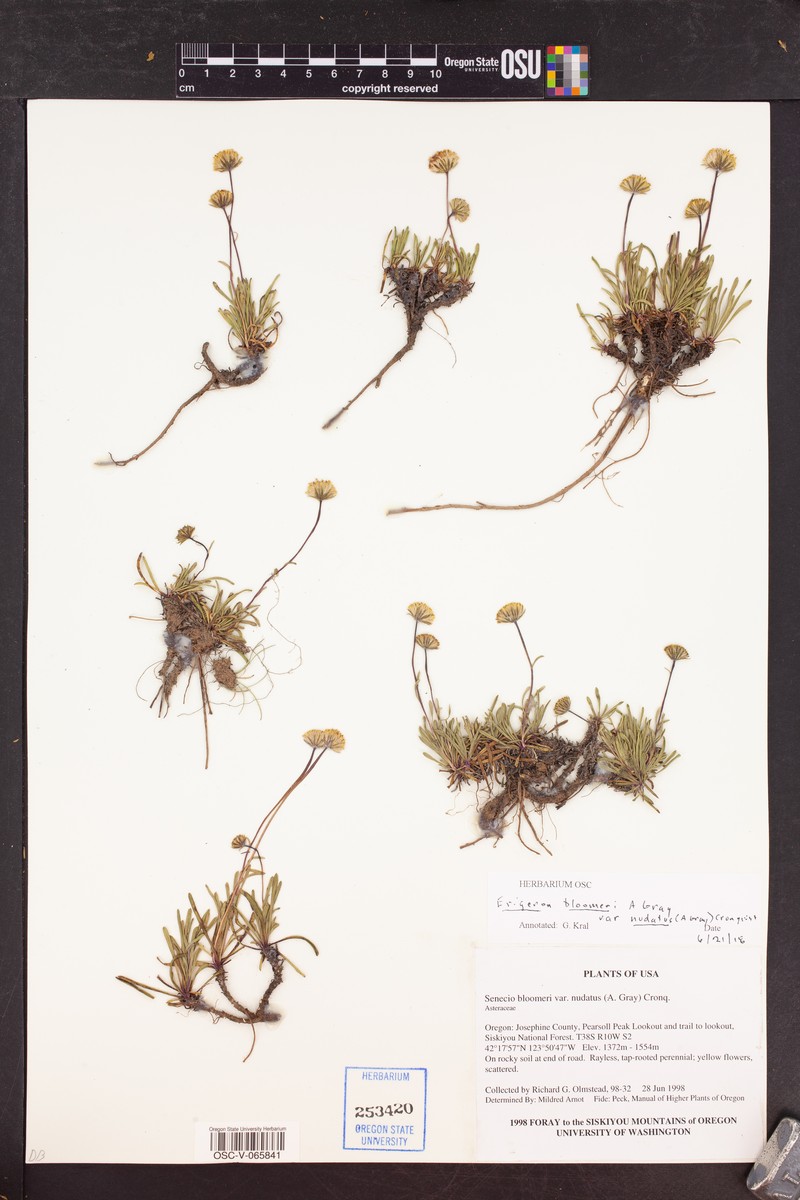 Erigeron bloomeri var. nudatus photo 6