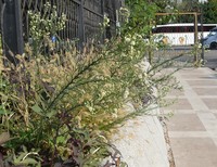 Asthmaweed