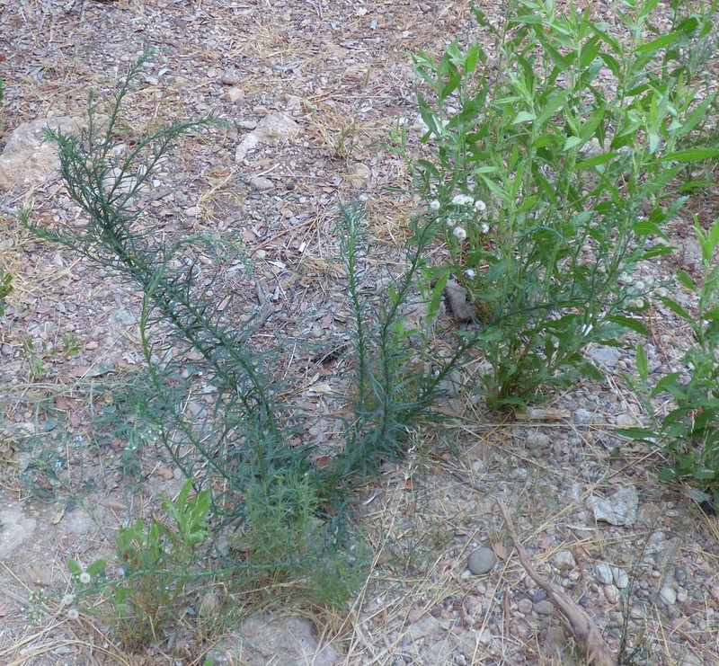 Asthmaweed photo 2