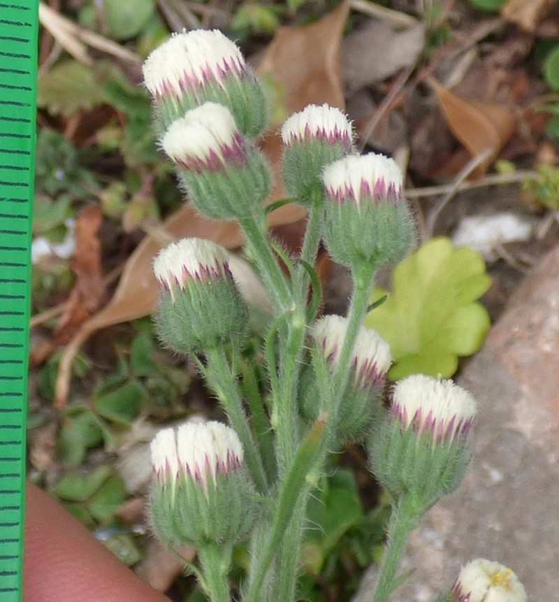 Asthmaweed photo 4