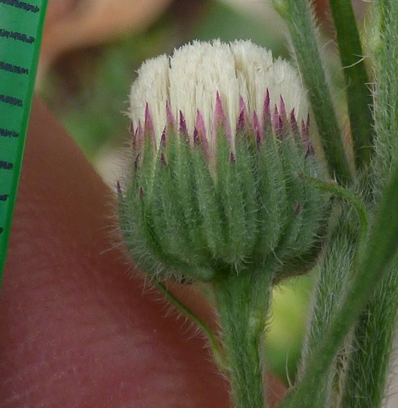 Asthmaweed photo 5