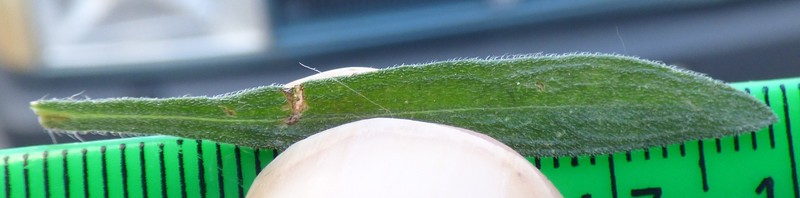 Asthmaweed photo 6