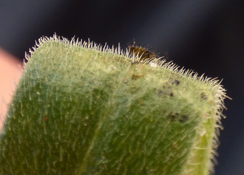 Asthmaweed photo 7