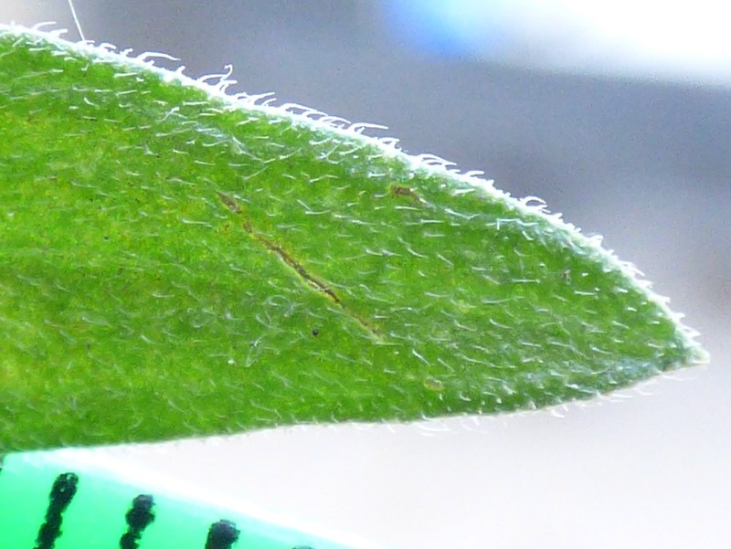 Asthmaweed photo 8