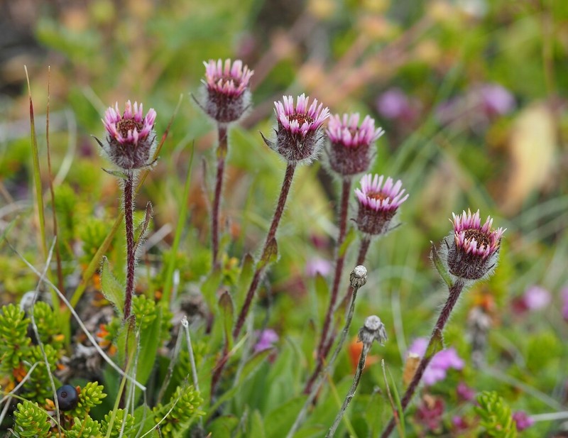 Boreal Fleabane photo 2
