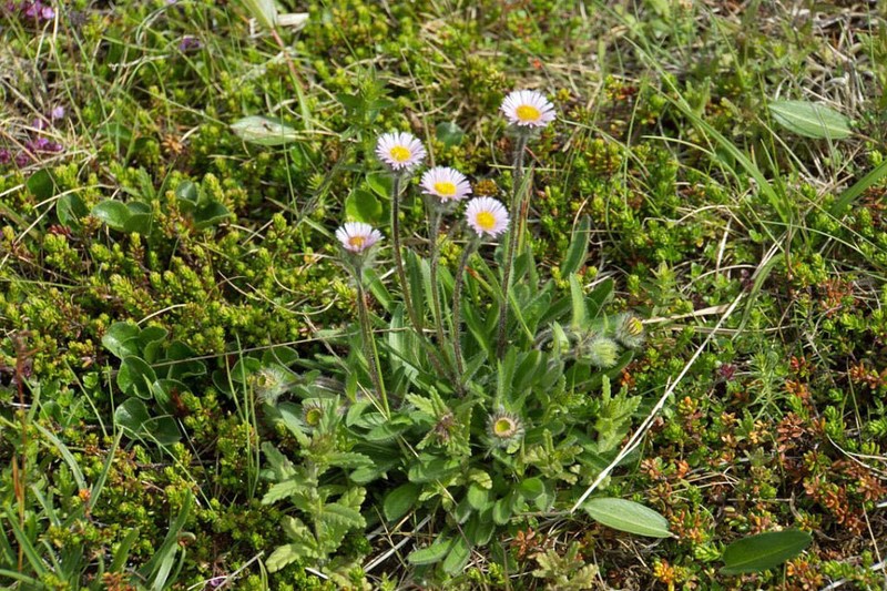 Boreal Fleabane photo 3