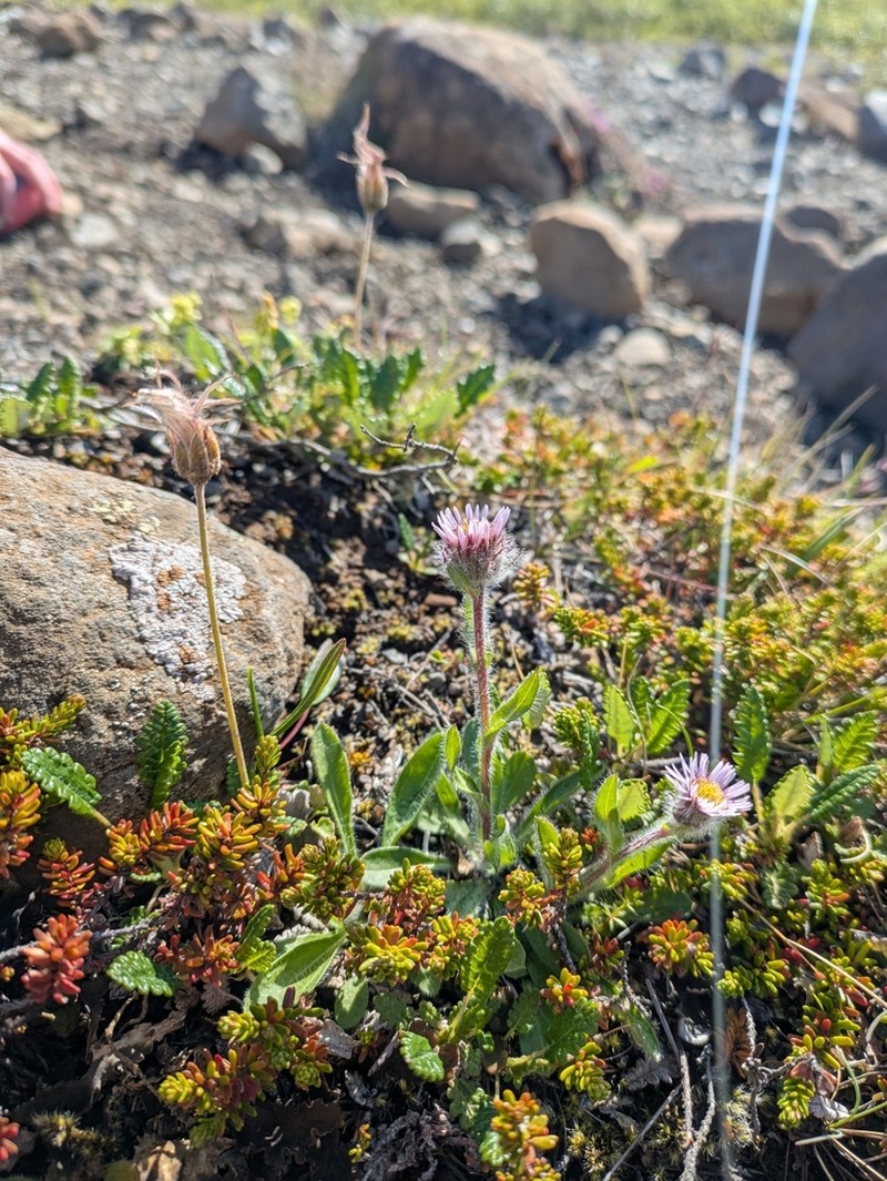 Boreal Fleabane photo 4