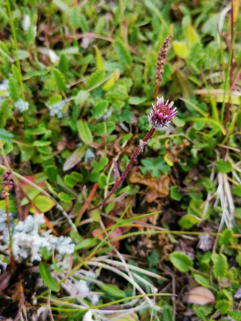 Boreal Fleabane photo 5