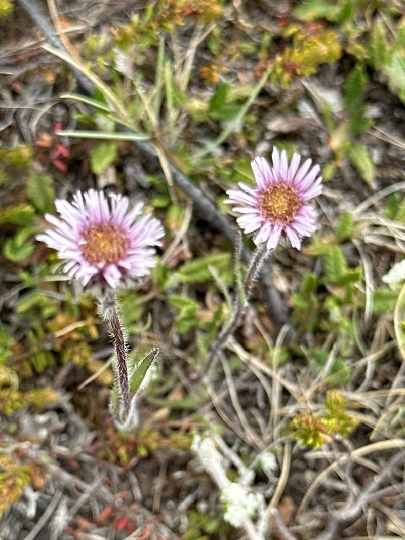 Boreal Fleabane photo 6