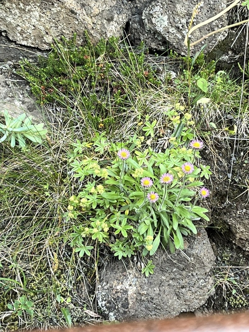 Boreal Fleabane photo 7