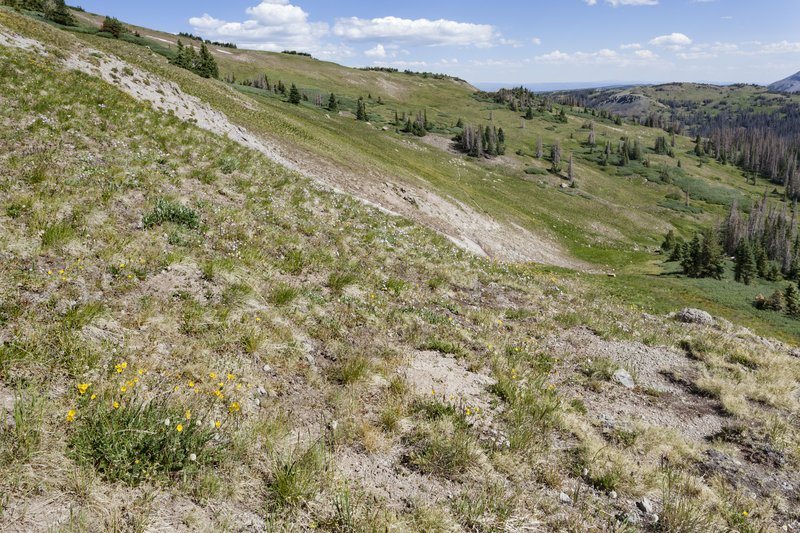 Boreal Fleabane photo 2