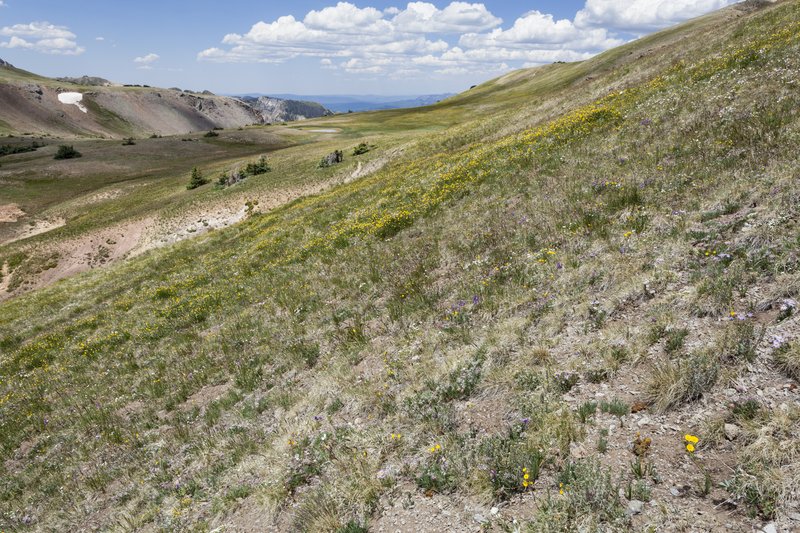 Boreal Fleabane photo 3
