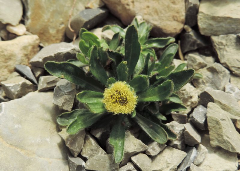 Boreal Fleabane photo 4