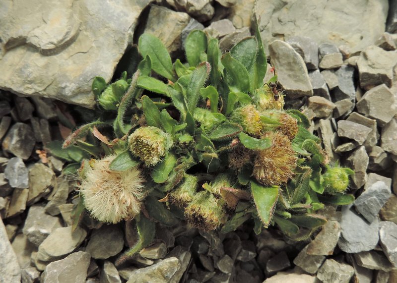 Boreal Fleabane photo 5