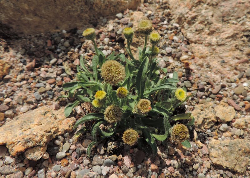 Boreal Fleabane photo 6