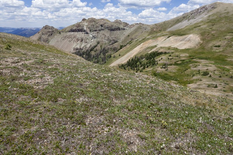 Boreal Fleabane photo 7